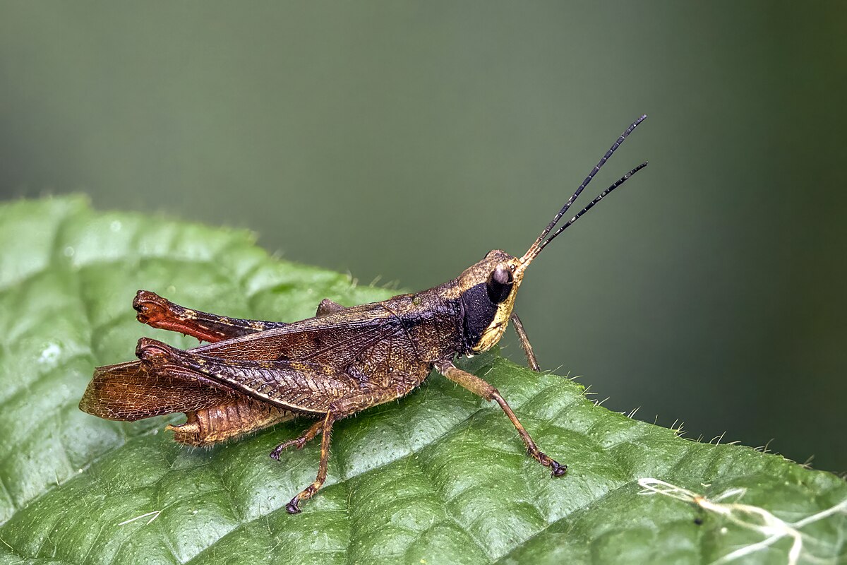 Pseudaristia oxycodia: تعرف على النبات العربي وخصائصه