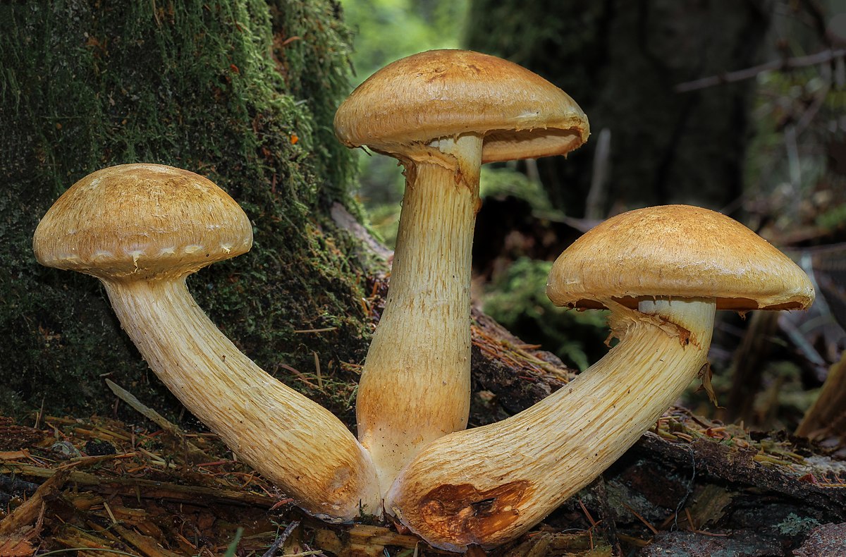 فطر Gymnopilus viridans السام