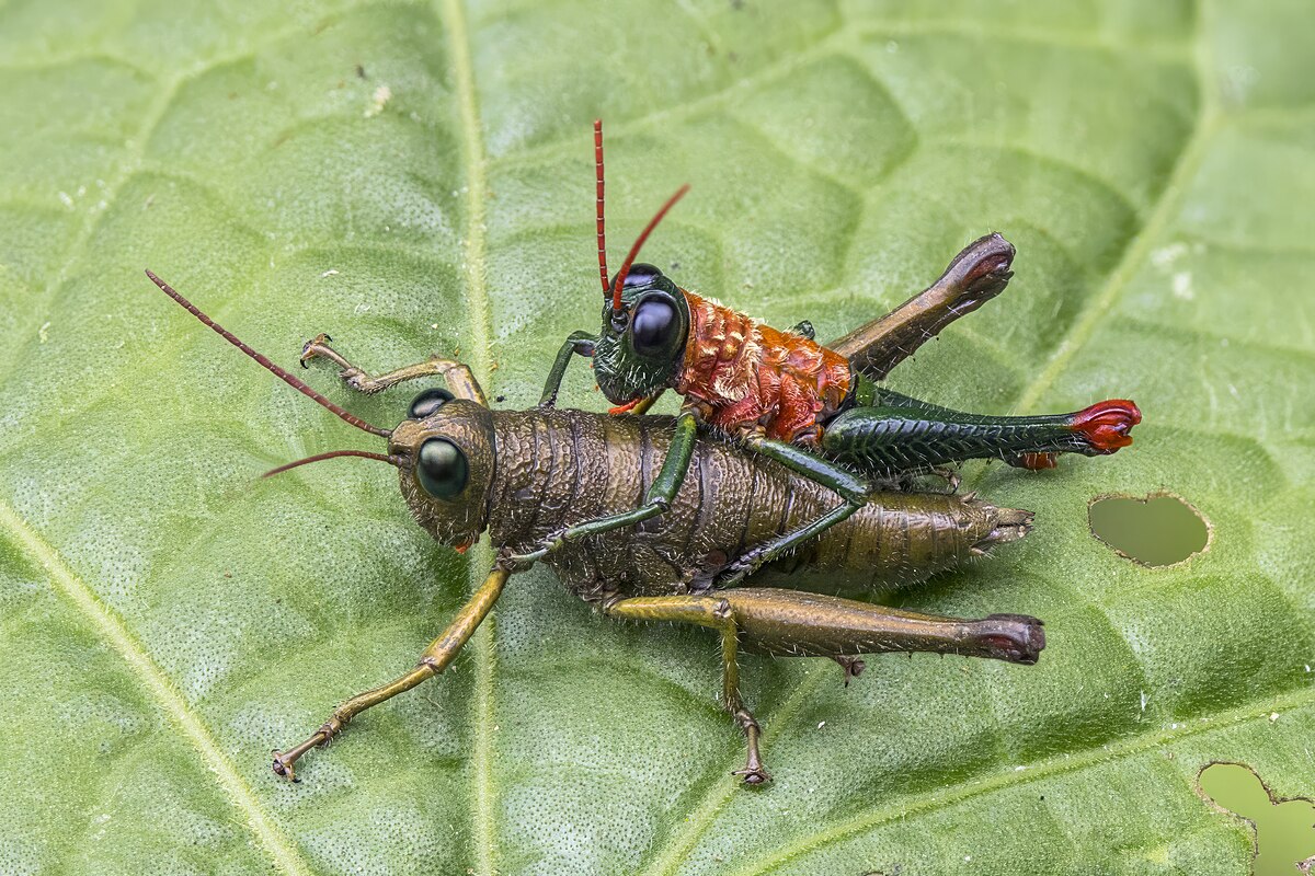 جنس Rhytidochrotinae: الصراصير الاستوائية